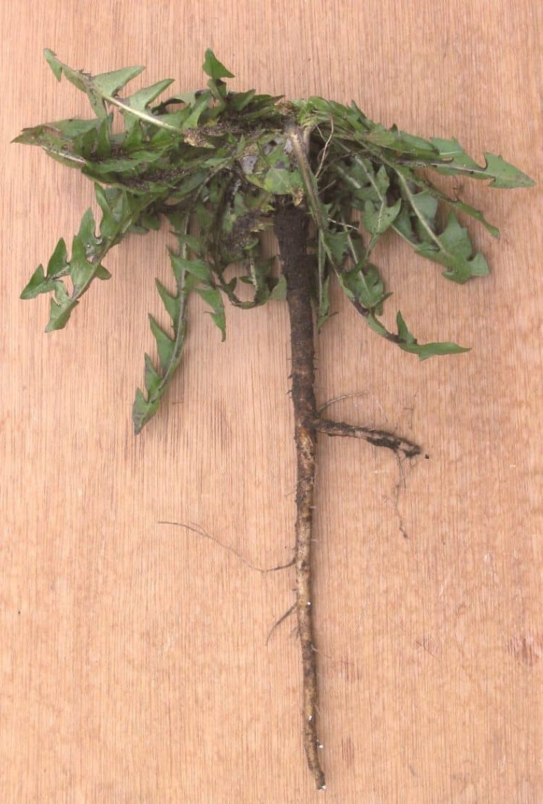 Травы для Печени — Фитогаленика — официальный сайт