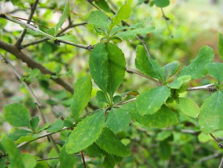 Барбарис обыкновенный - Листья