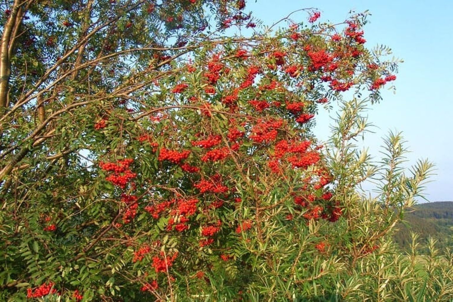 Рябина обыкновенная небольшое дерево с сочными плодами