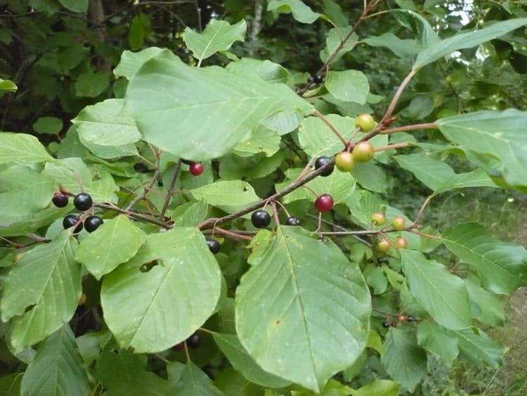 Крушина ломкая - Листья и плоды
