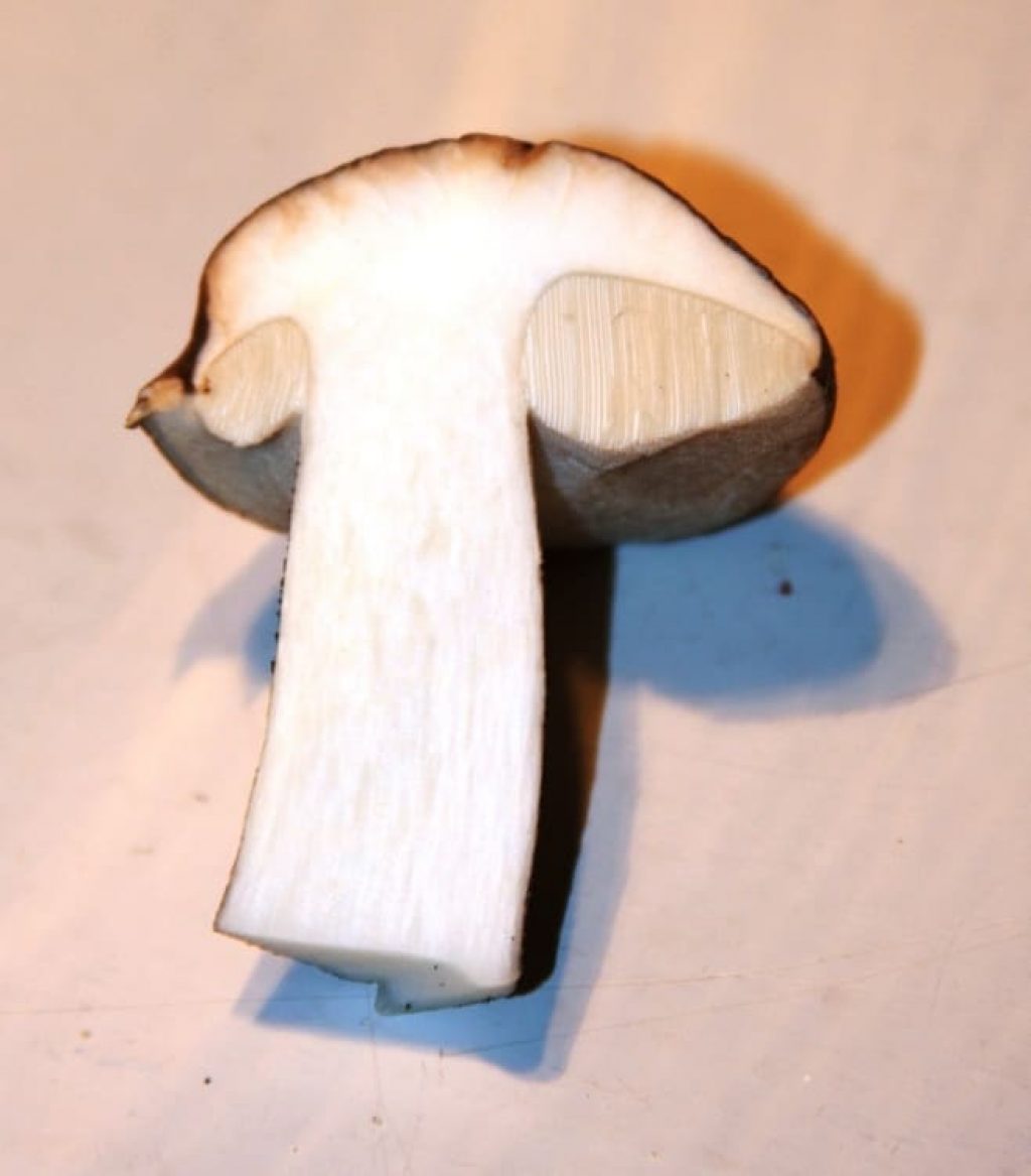 Белый гриб - Мякоть